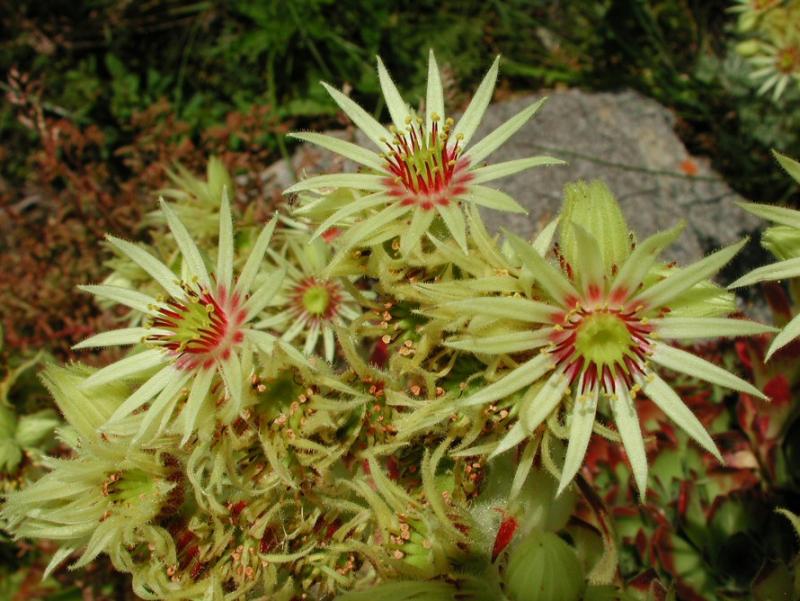 grandiflorum